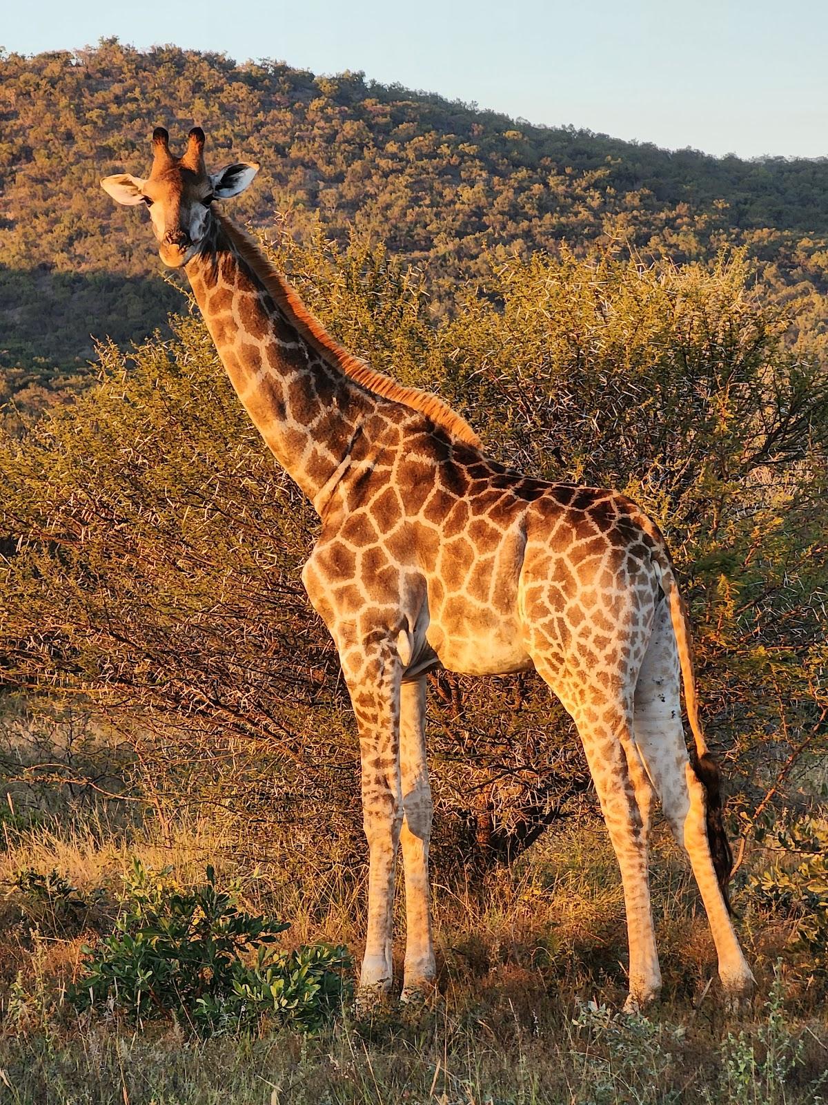 Mabula Game Lodge
