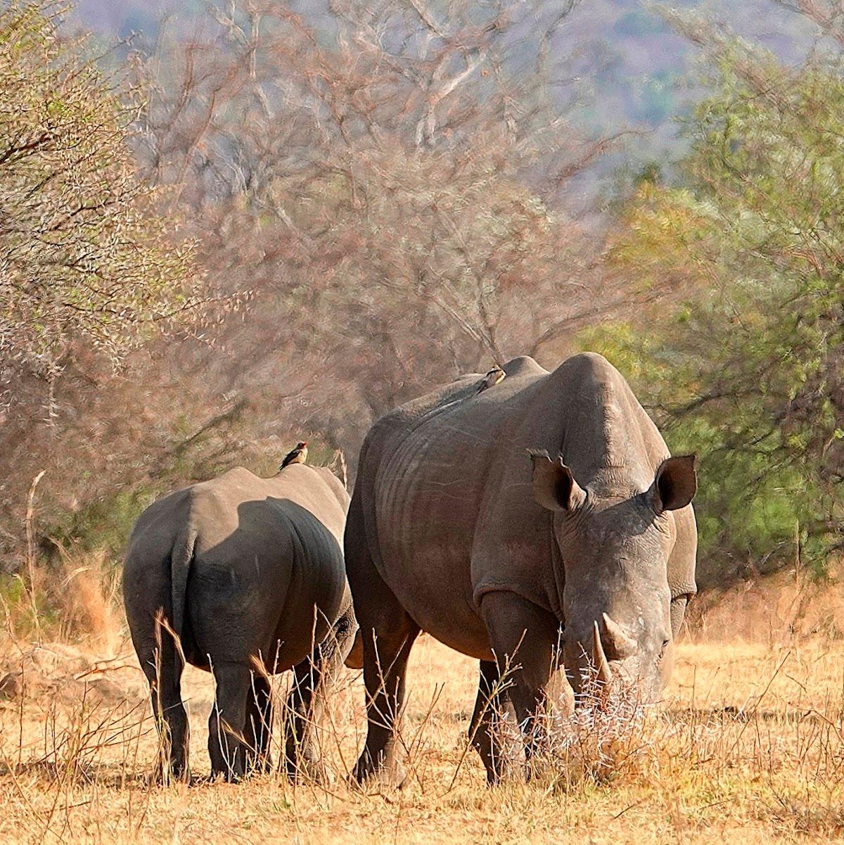 Mabula Game Lodge