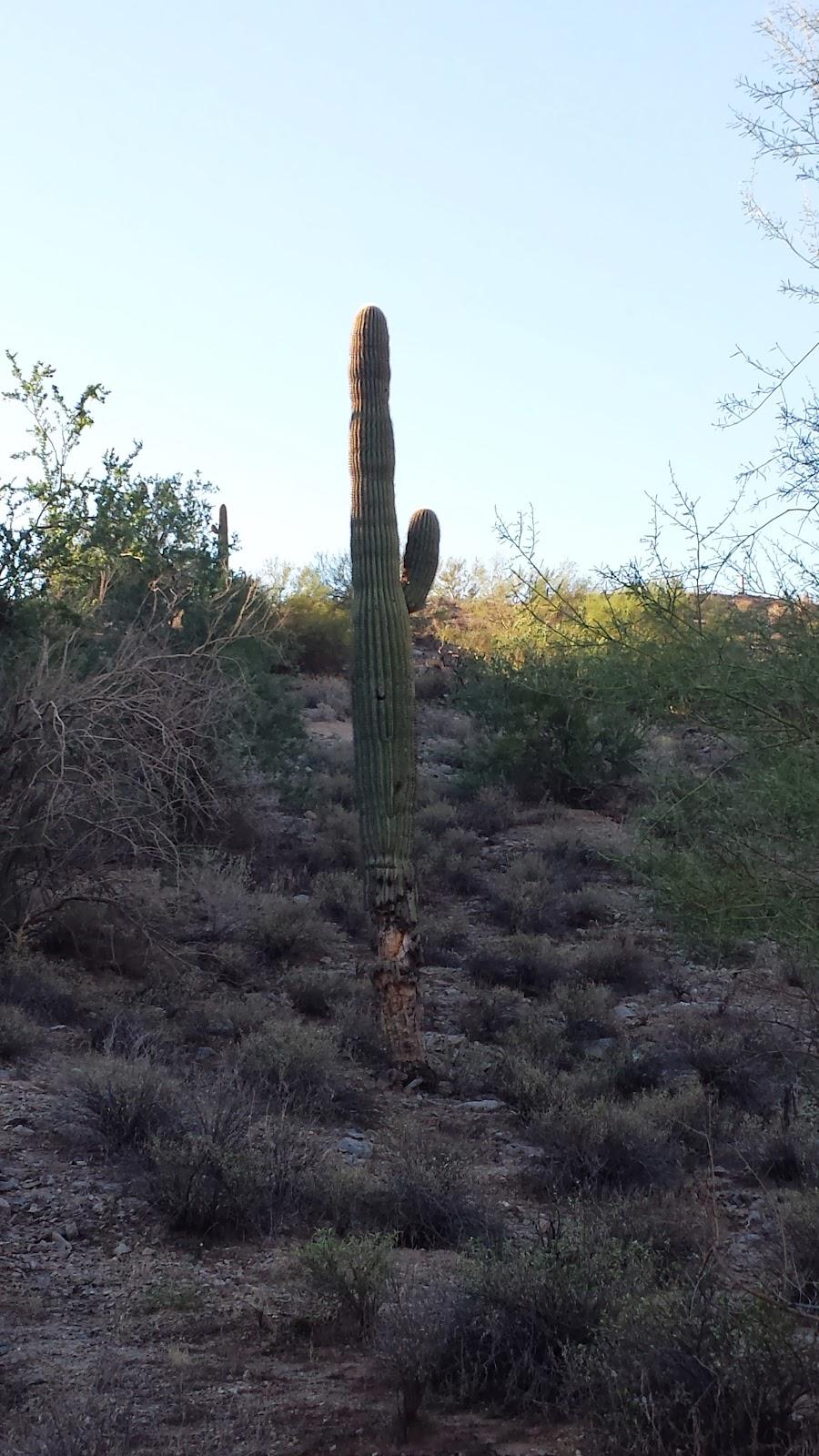 Raintree's Desert Arroyo Phoenix