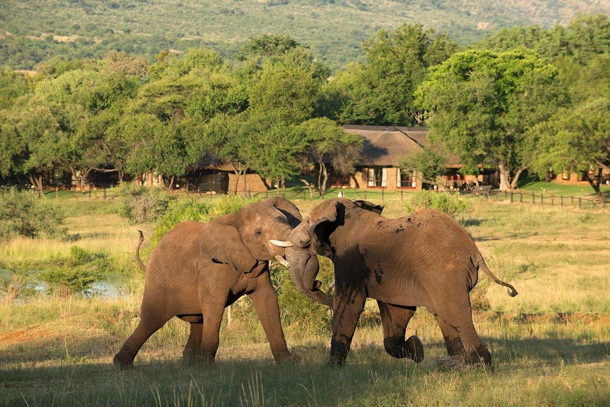 Bakubung Lodge