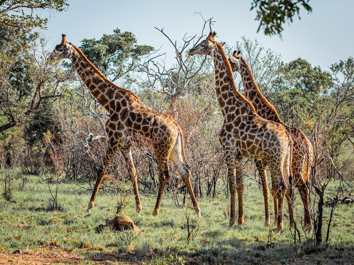 Bushtime at Mabula