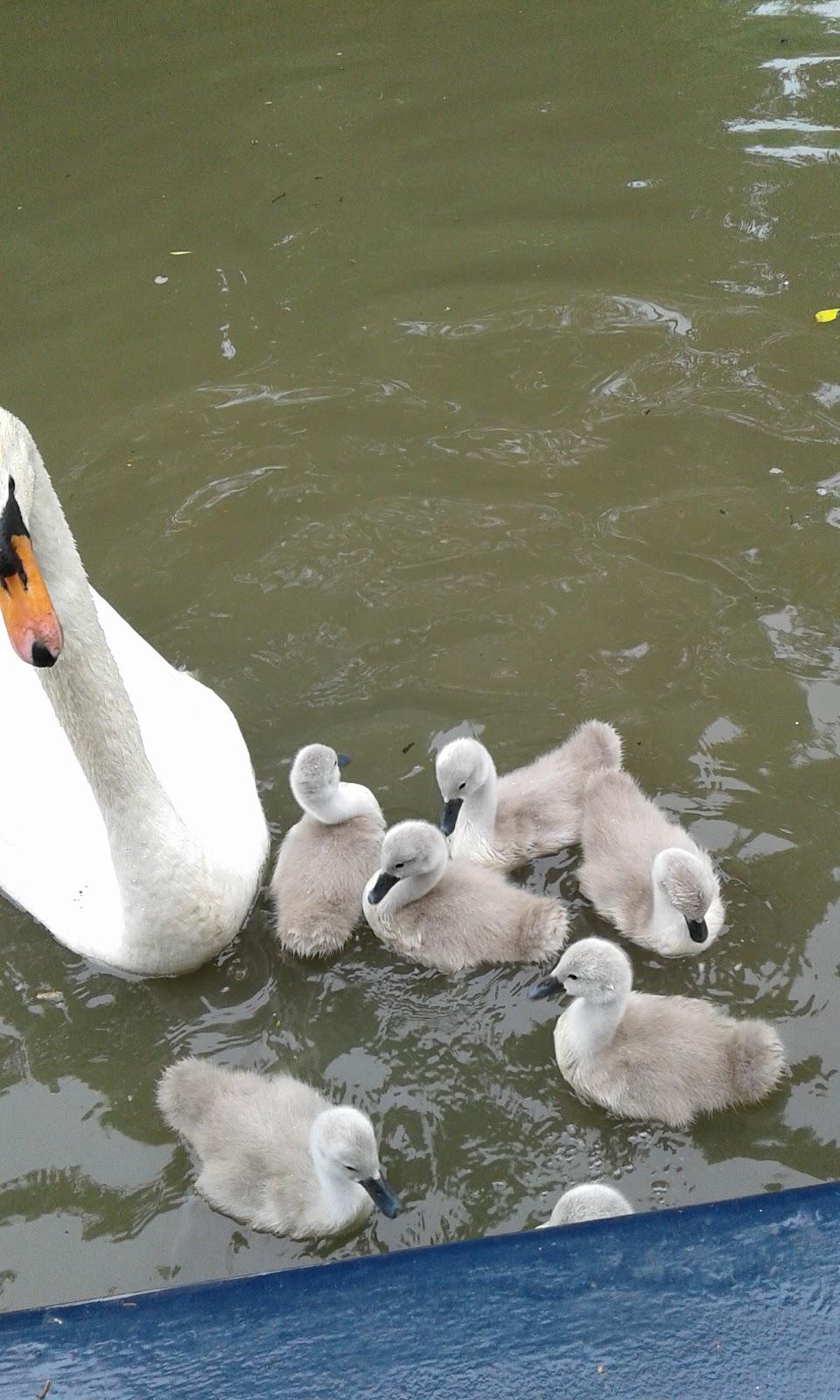 Clc at Gayton Marina