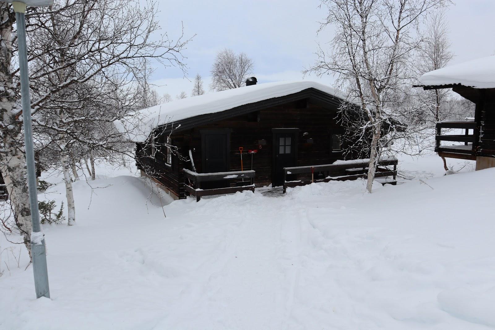 Fjallsatern
