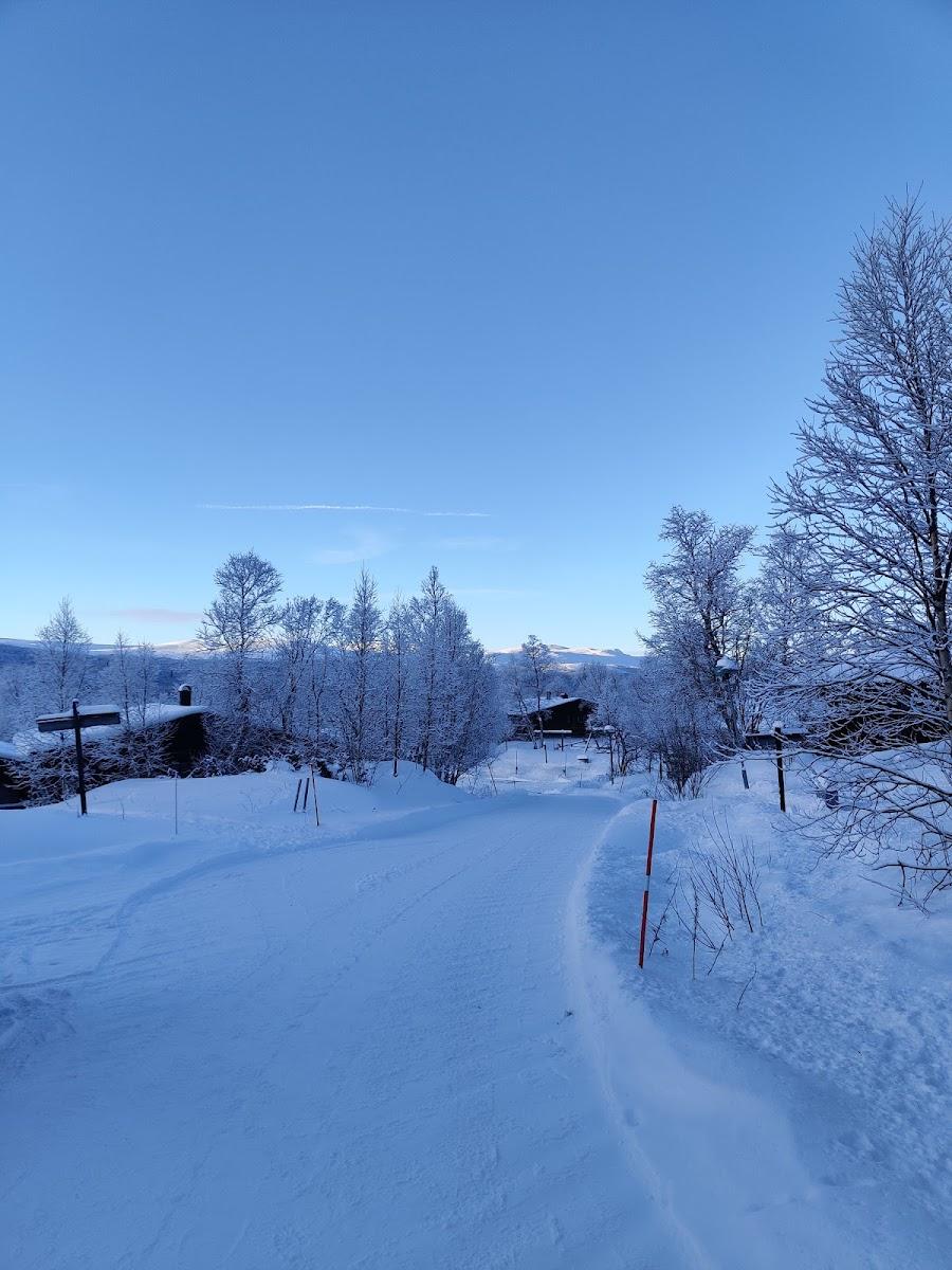 Fjallsatern
