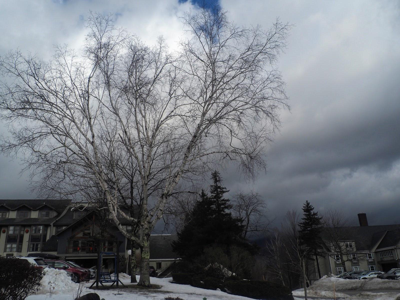 Mountain Sun Condominium- Quarters - United States