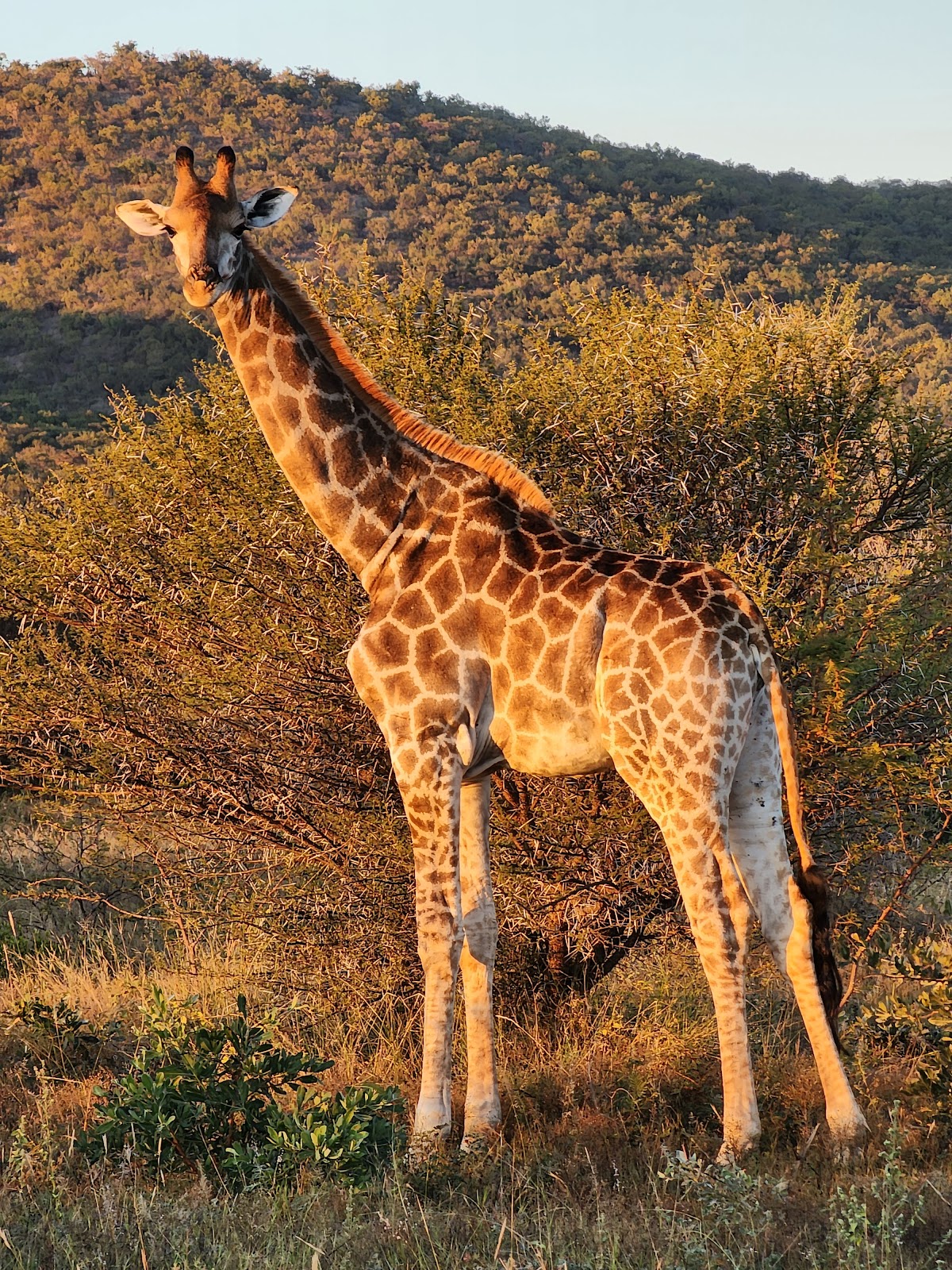 Mabula Game Lodge
