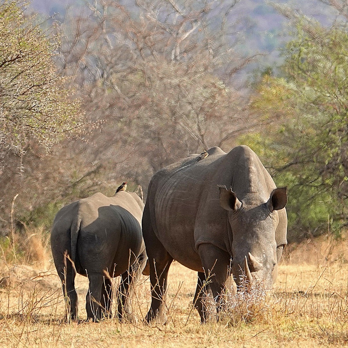 Mabula Game Lodge