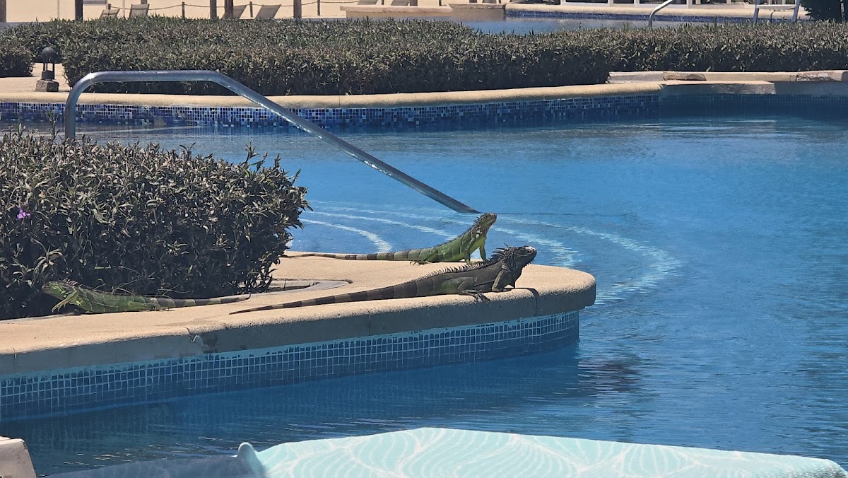 The Grand Mayan at Vidanta Cabos
