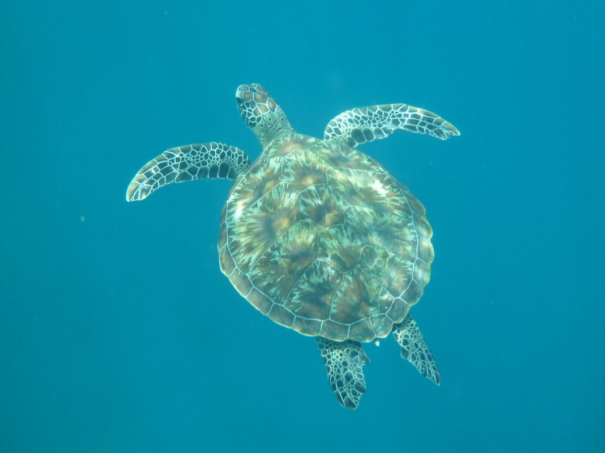 Karma Reef