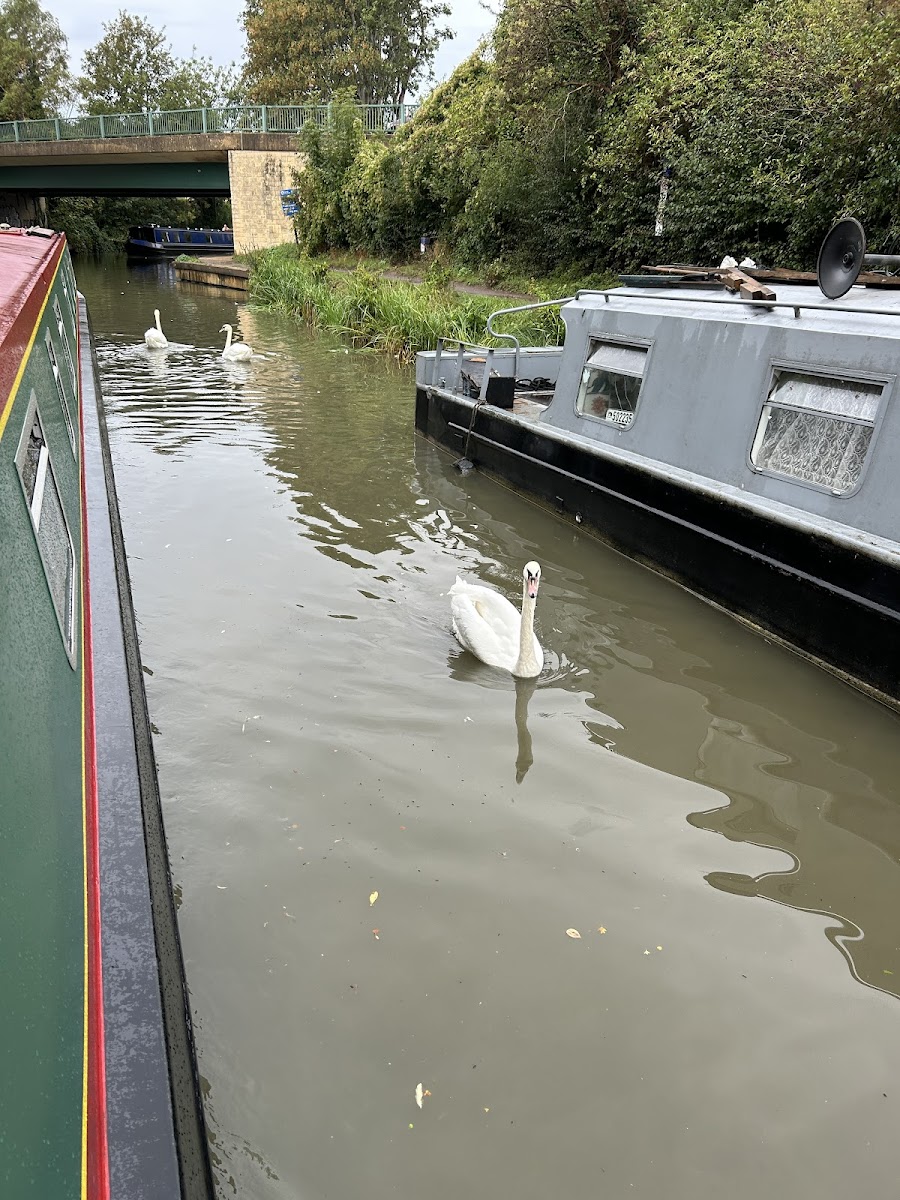 Canalboat Club at Hilperton Marina