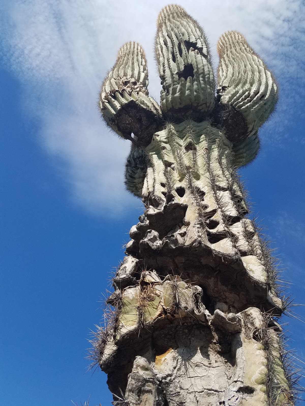 Raintree's Desert Arroyo Phoenix
