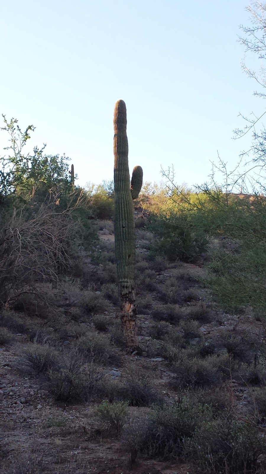 Raintree's Desert Arroyo Phoenix