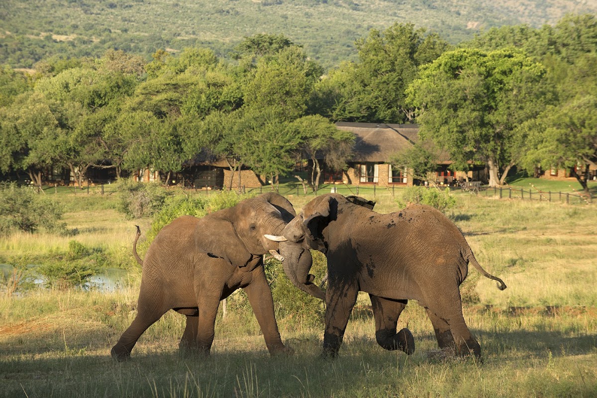 Bakubung Lodge