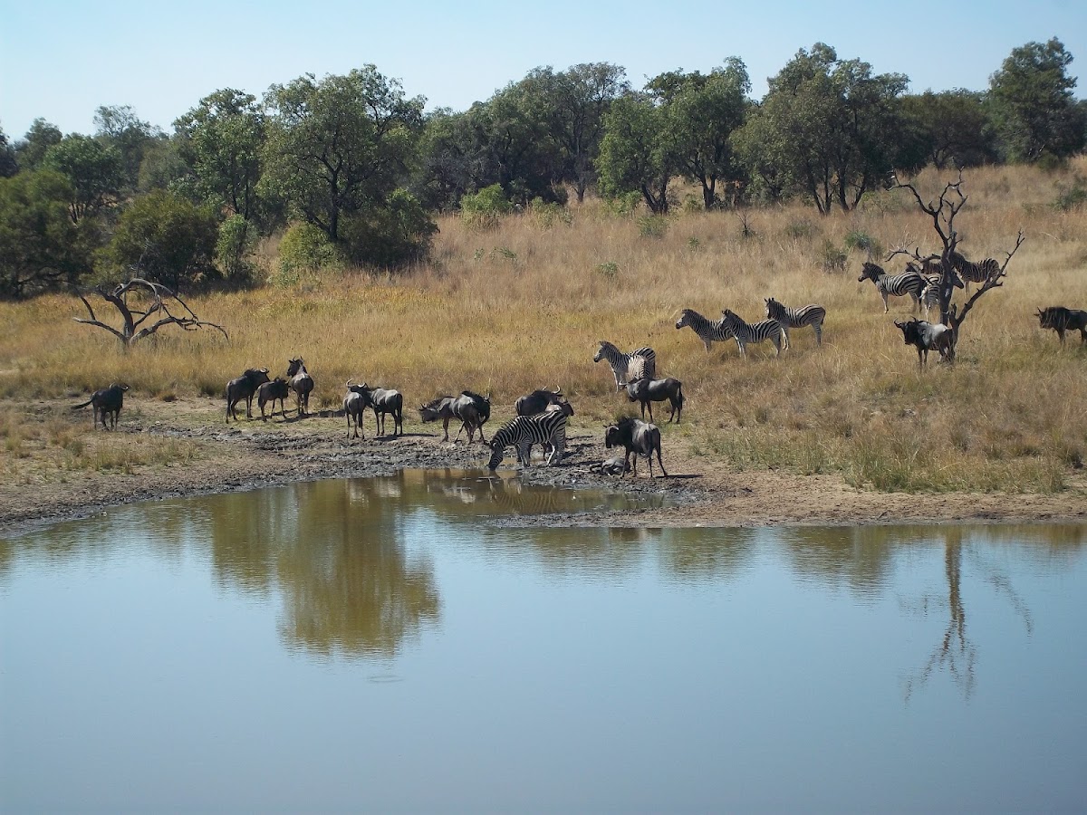 Bushtime at Mabula