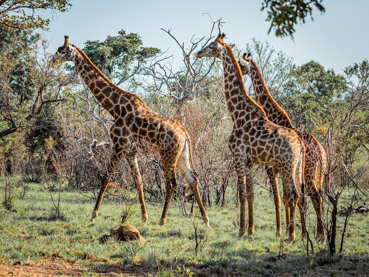 Bushtime at Mabula