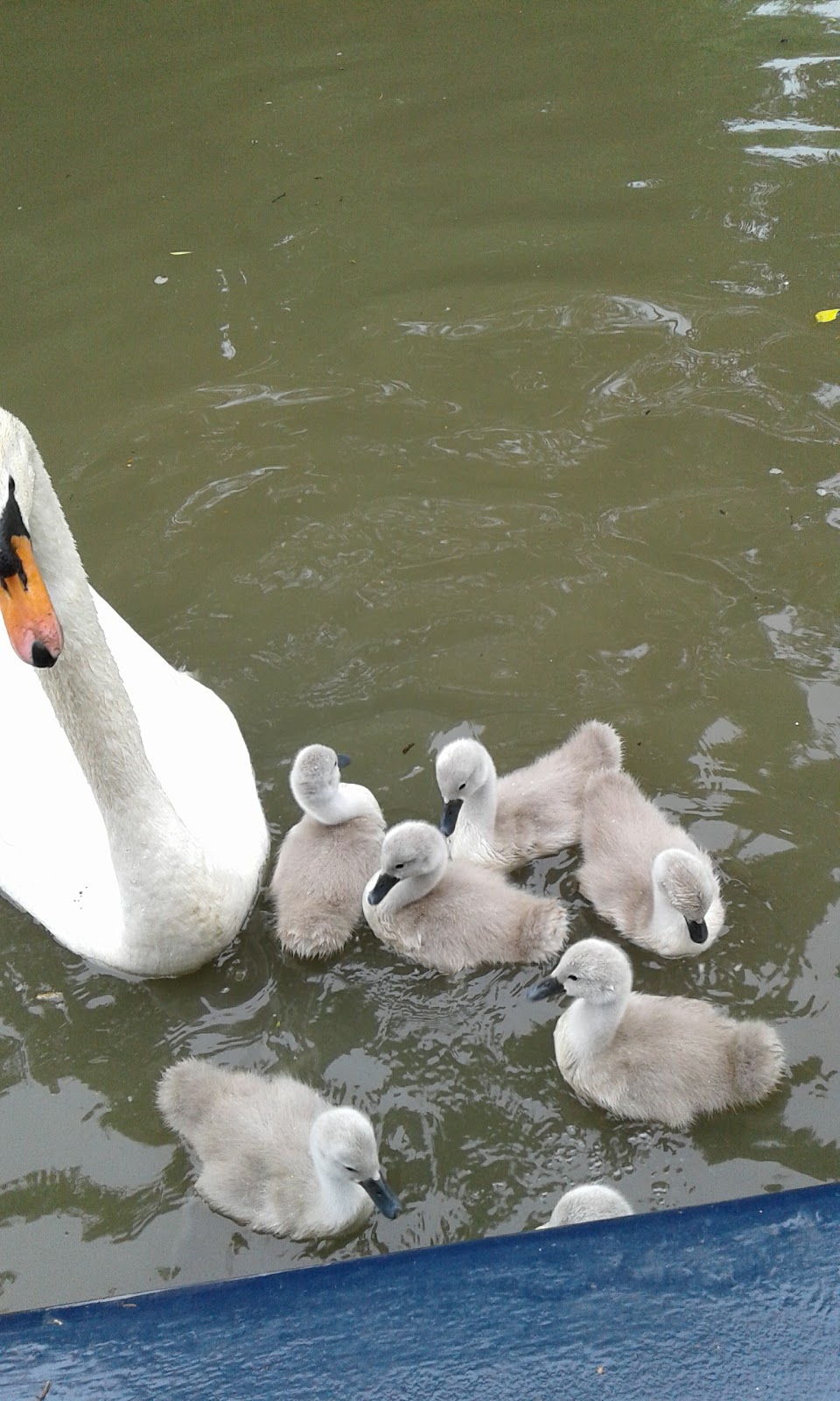 Clc at Gayton Marina