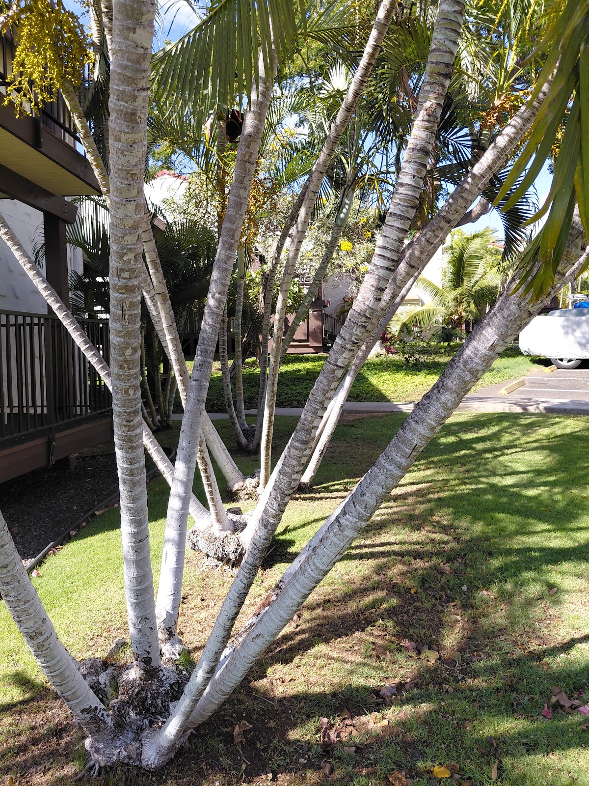 Maui Lea at Maui Hill