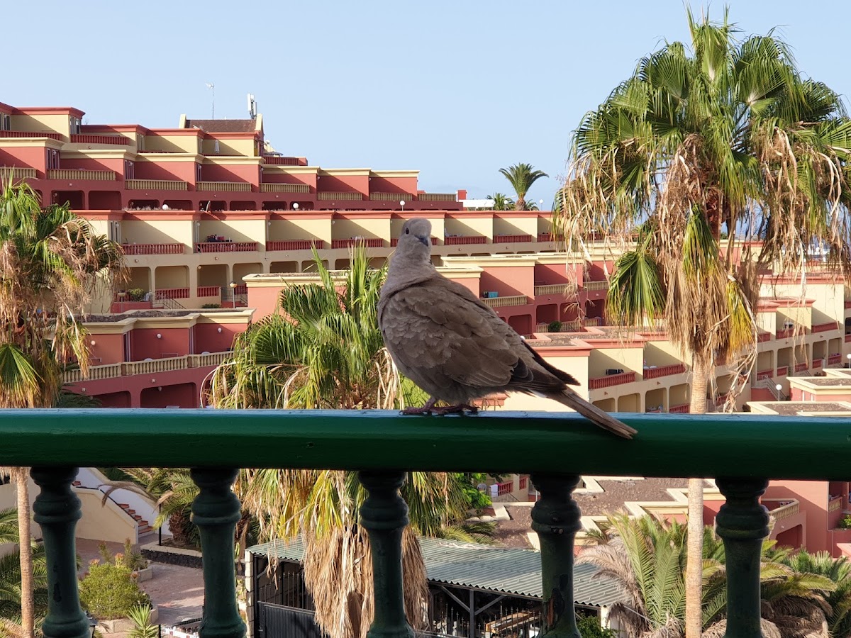 Regency Heights at Neptuno