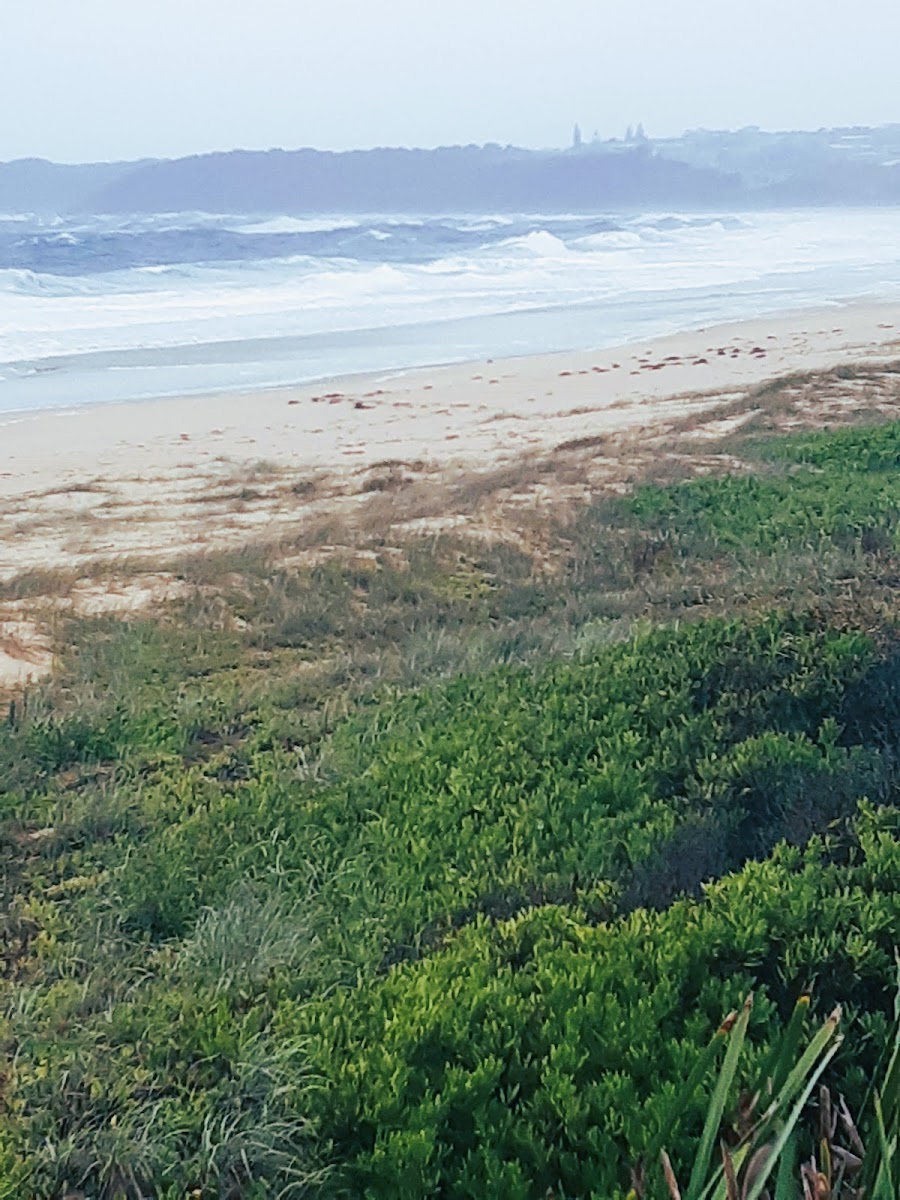 Seashells Beachfront Resort - Australia