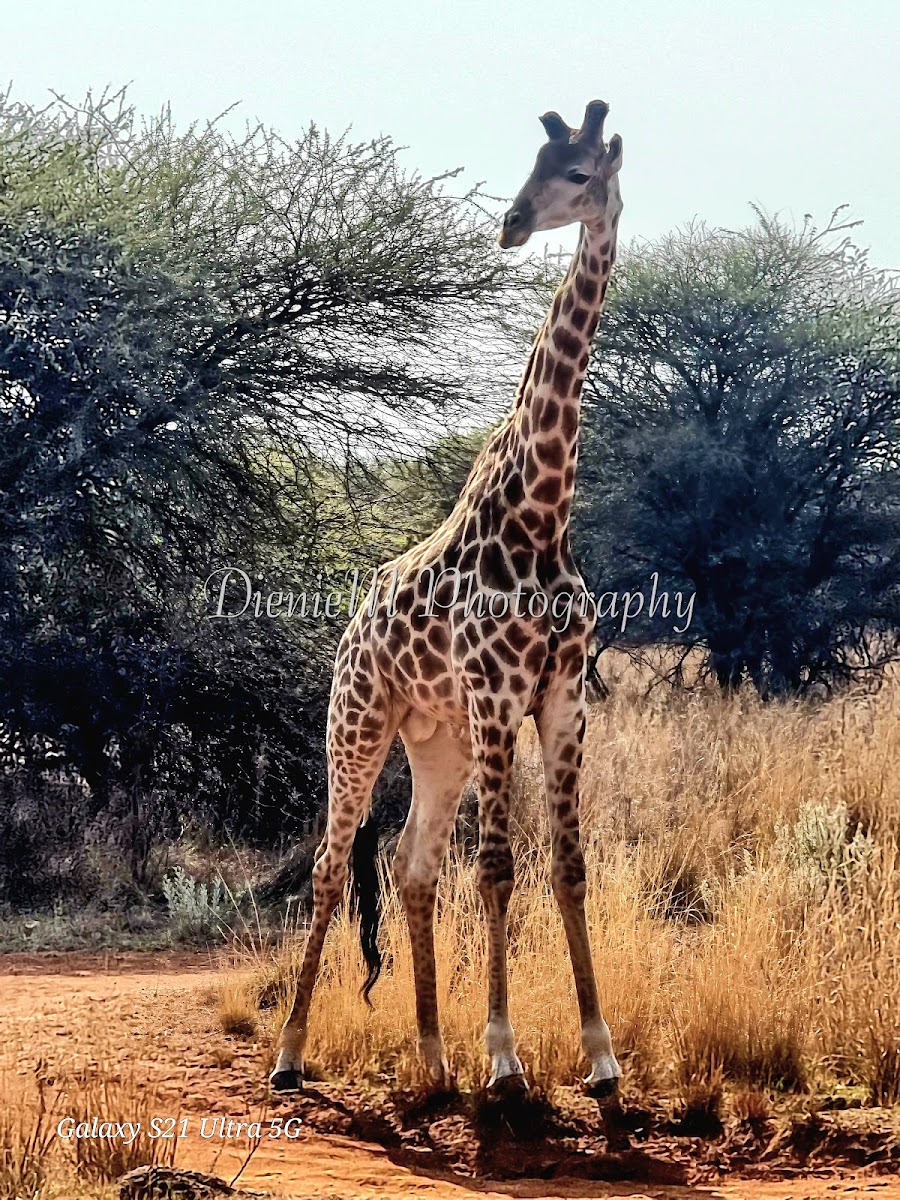 Sondela Nature Reserve