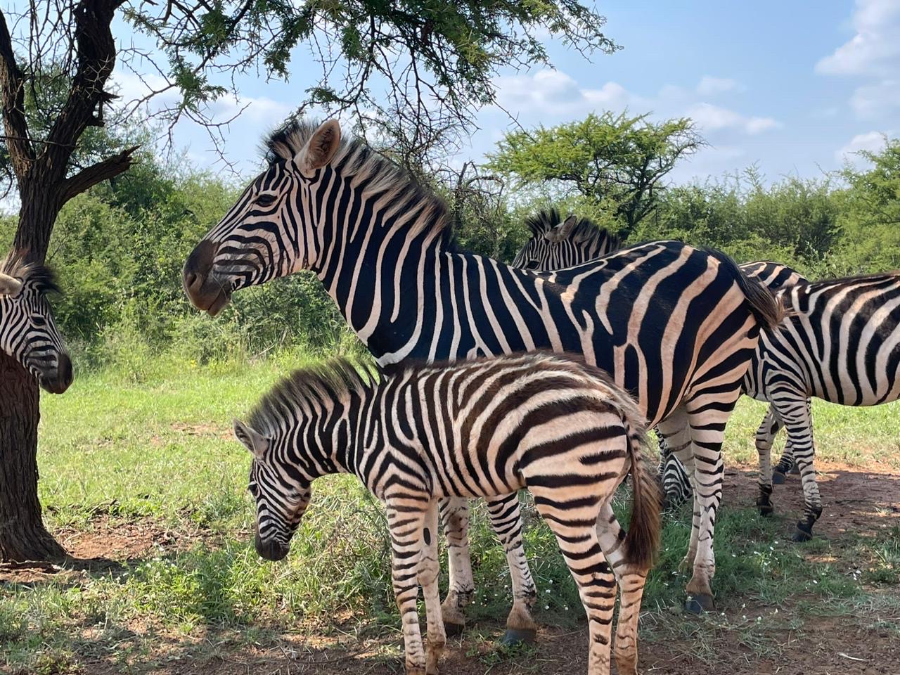 Sondela Nature Reserve