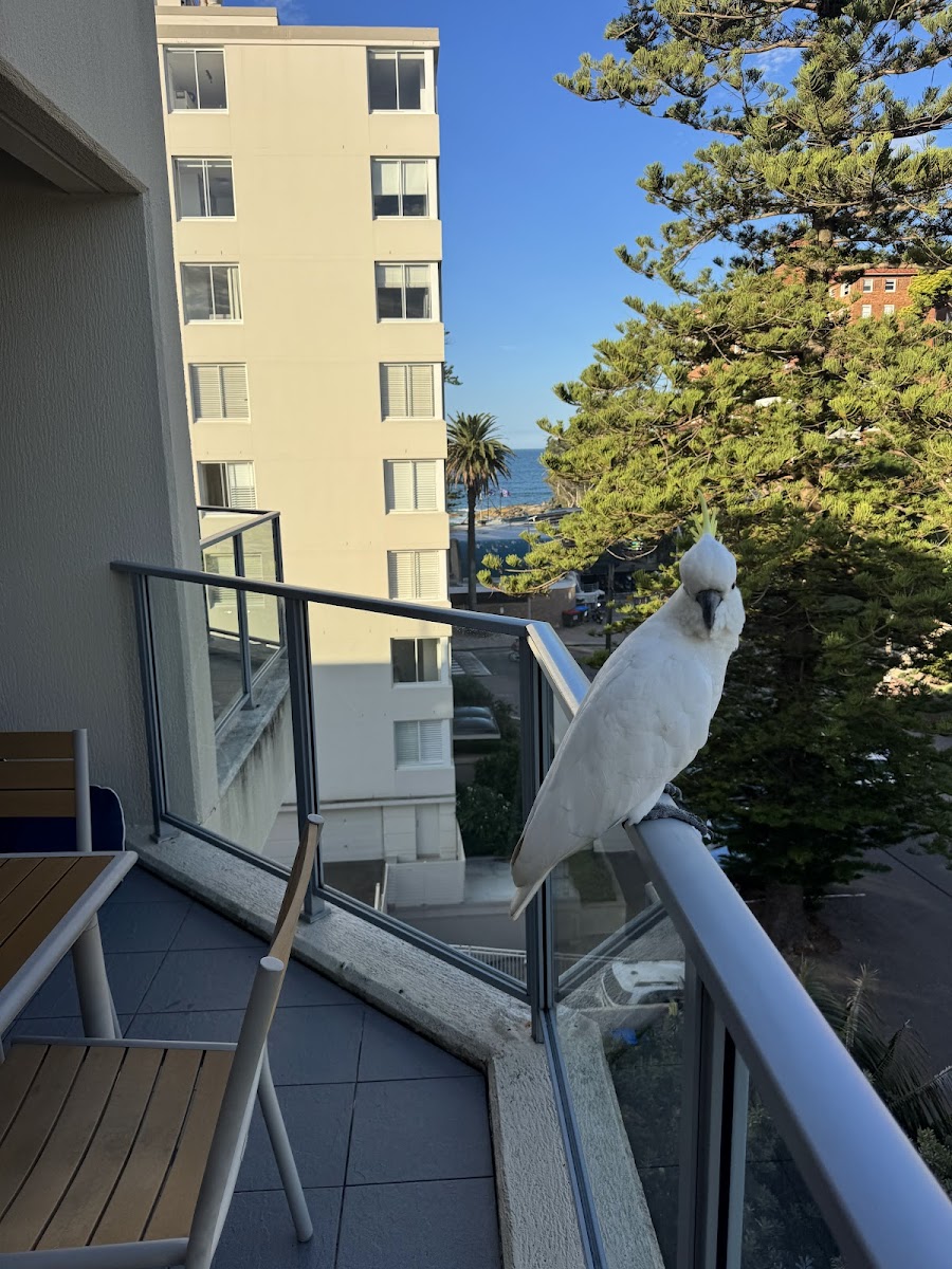 Club Wyndham Manly Beach