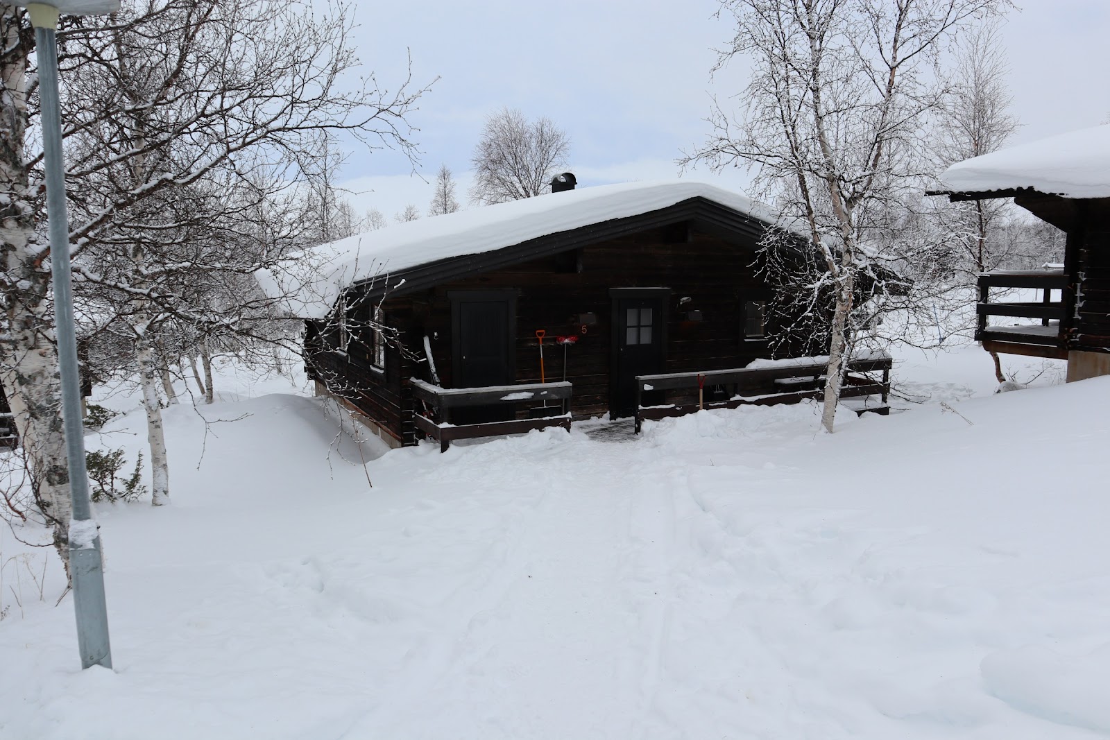 Fjallsatern