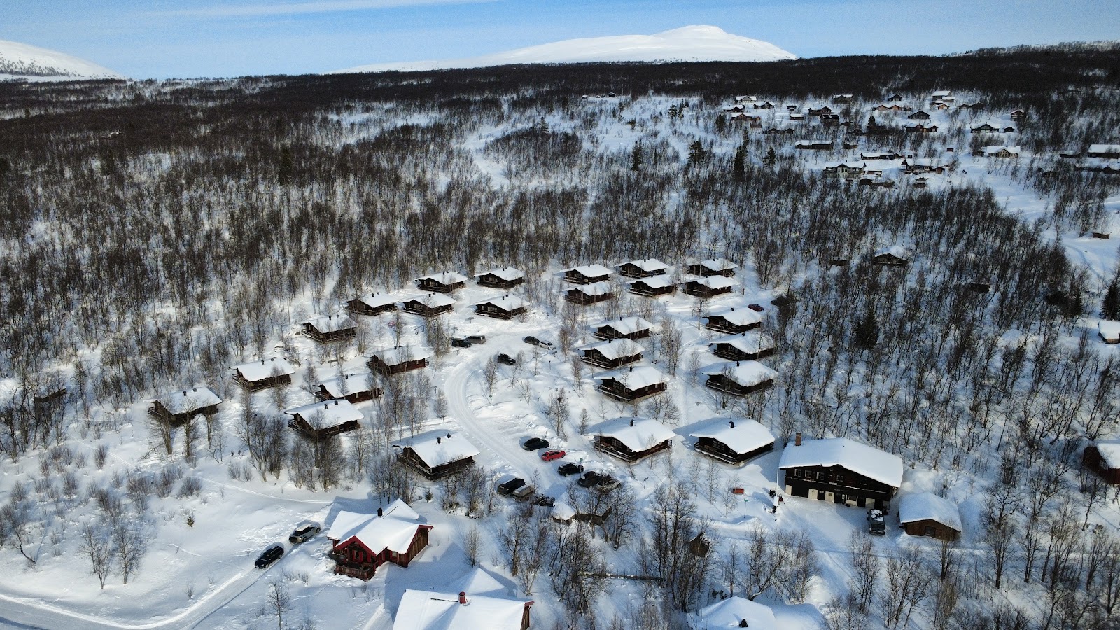 Fjallsatern