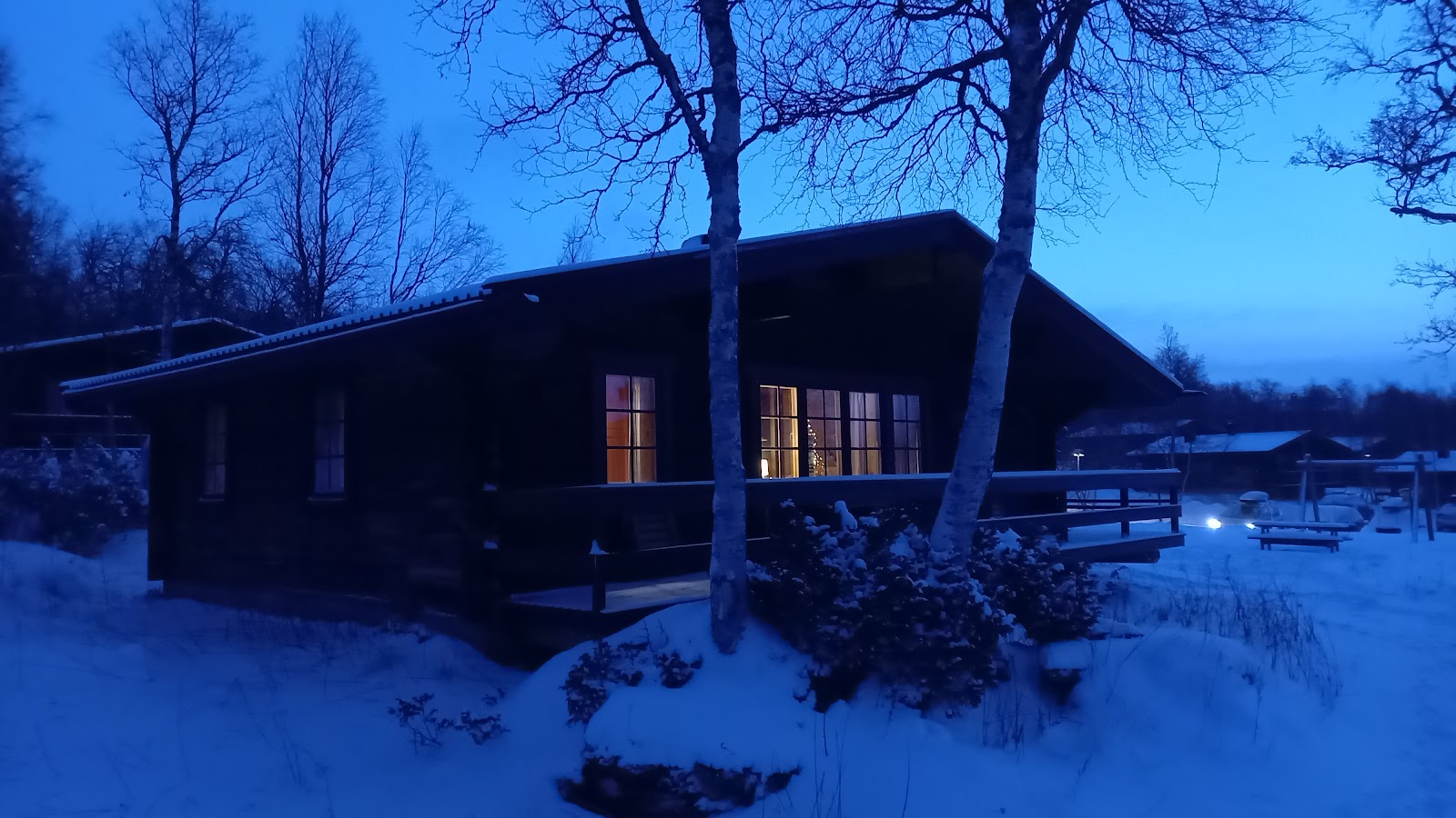 Fjallsatern
