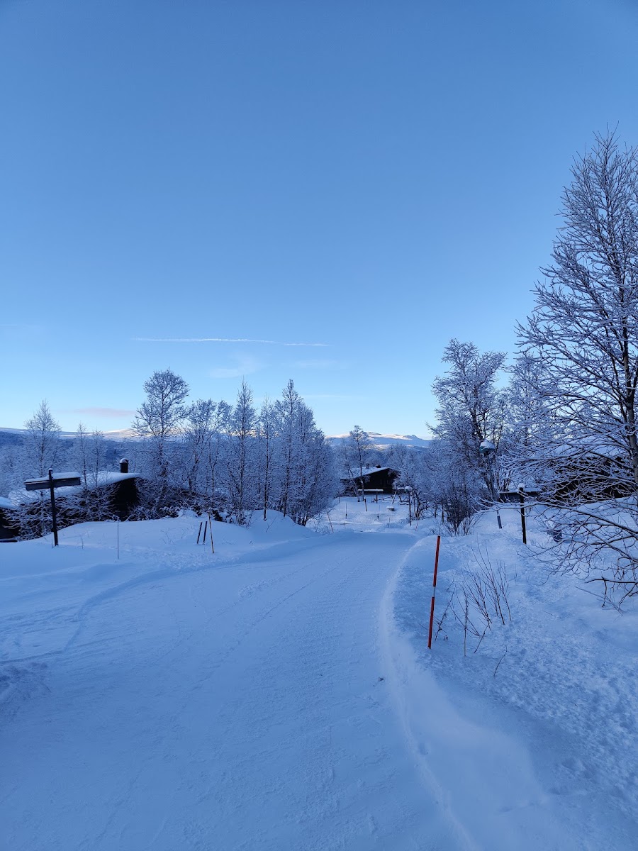 Fjallsatern