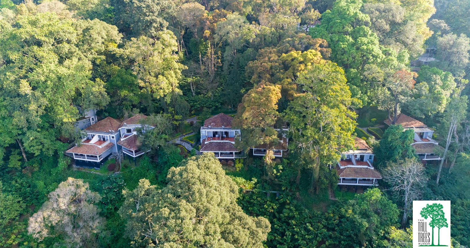 The Tall Trees, Munnar
